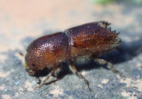 Ips sexdentatus